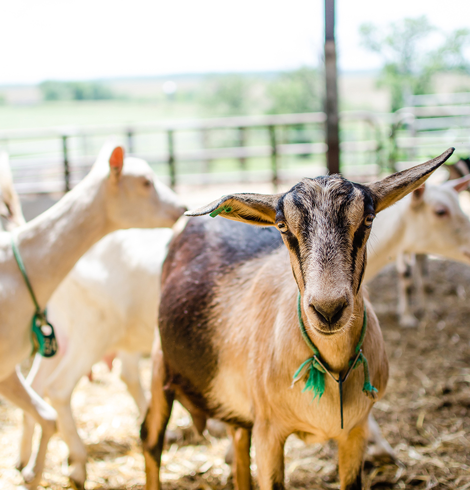 Dairy Goats